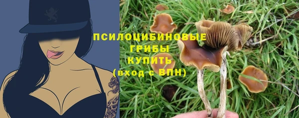 прущие грибы Карпинск